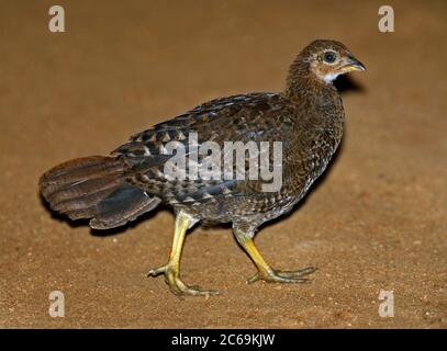 Ceylon Jungle-Fowl (Gallus lafayettii), Gehende Henne, Seitenansicht, Sri Lanka Stockfoto