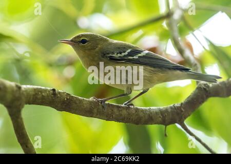 buchsänger (Setophaga castanea, Dendroica castanea), auf einem Ast auf einem Baum, Seitenansicht, Portugal, Azoren, Corvo, Ribeira da Ponte Stockfoto