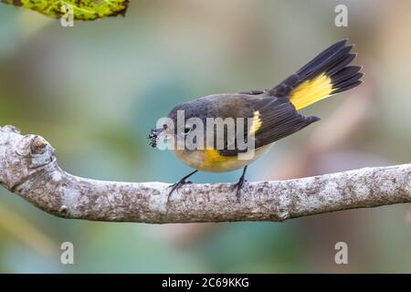 Amerikanischer Rottenstarter (Setophaga ruticilla), unreifes Männchen mit einem Insekt im Schnabel, der auf einem Ast starkt, Seitenansicht, Portugal, Azoren Stockfoto