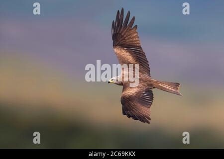 Schwarzer Drachen, Gelbbilliges (Milvus migrans), im Segelflug, Seitenansicht, Italien, Micciano, Saline di Volterra Stockfoto