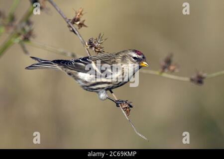 Rottenschurmchen, gemeiner Rottenschurmchen (Carduelis flammea Cabaret, Carduelis Cabaret), auf einem kleinen Zweig, Deutschland Stockfoto