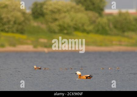 Ruddy Shelduck (Tadorna ferruginea, Casarca ferruginea), Schwimmen in einem Süßwassersee bei Weurt, Paar mit mehreren jungen Küken, Niederlande, Gelderland Stockfoto