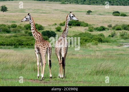 Giraffe (Giraffa camelopardalis), zwei Giraffen, die auf Gras stehen, Rückansicht, Kenia, Masai Mara Nationalpark Stockfoto