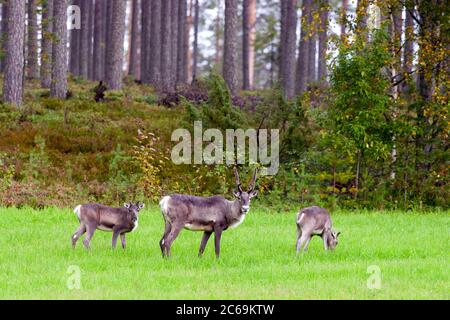 Europäisches Rentier, Europäischer Karibus (Rangifer tarandus tarandus), Männchen mit zwei Weibchen auf einem Feld am Waldrand, Finnland Stockfoto