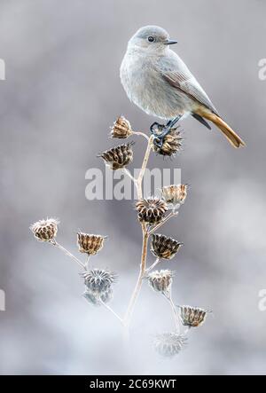 Gibraltar schwarzer Rotbarsch (Phoenicurus ochruros gibraltariensis, Phoenicurus gibraltariensis), auf getrocknetem Blütenstand, Italien, Stagno di Peretola Stockfoto