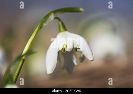 Doppelblühiger Schneeglöckchen (Galanthus nivalis 'Flore Pleno', Galanthus nivalis Flore Pleno), Blume, Sorte Flore Pleno, Niederlande, Frisia Stockfoto