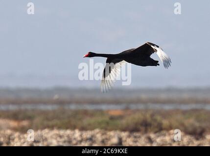 Schwarzer Schwan (Cygnus atratus), im Flug, Seitenansicht, Australien Stockfoto