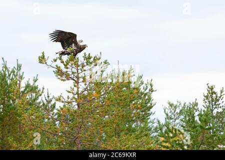 Seeadler (Haliaeetus albicilla), Landung auf einer Kiefer, Seitenansicht, Finnland Stockfoto