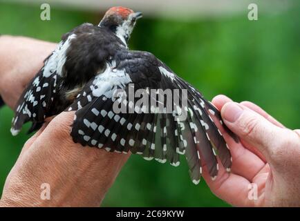 Mittelfleckiger Specht (Picoides medius, Dendrocopos medius, Leiopicus medius, Dendrocoptes medius), juvenil in der Hand zum Klingeln, zeigt oberen Flügel, Niederlande Stockfoto