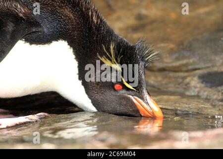 Rockhopper Penguin (Eudytes chrysocome), trinkt Süßwasser in einem flachen Becken, Südamerikas Stockfoto