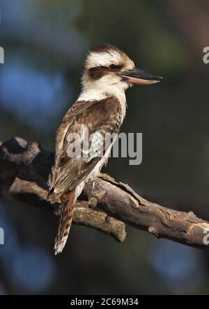 Lachend kookaburra (Dacelo novaeguineae, Dacelo novaeguineae novaeguineae), auf einem Ast, Seitenansicht, Australien Stockfoto