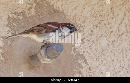 Italienischer Sperling, Cisalpiner Sperling (Passer italiae), Männchen auf einer Seite einer Mauer, Italien Stockfoto