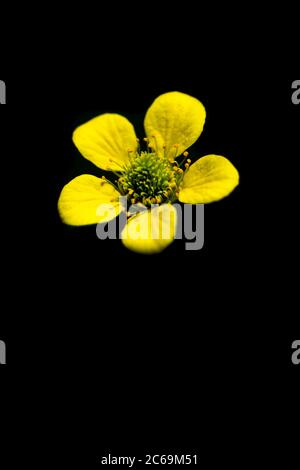 Gemeine Nelkenwurzel, Holzavenen, Kleeblatt-Wurzel (Geum urbanum), Blume auf schwarzem Hintergrund, Niederlande Stockfoto