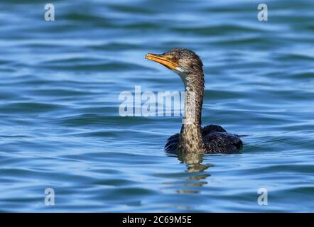 schilfkormoran (Phalacrocorax africanus), schwimmend im Meer vor Banc D'Arquin, Mauretanien Stockfoto