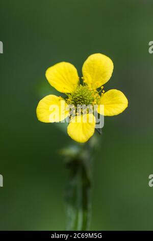 Gemeine Nelkenwurzel, Holzavenen, Kleeblatt (Geum urbanum), Blume, Niederlande, Frisia Stockfoto