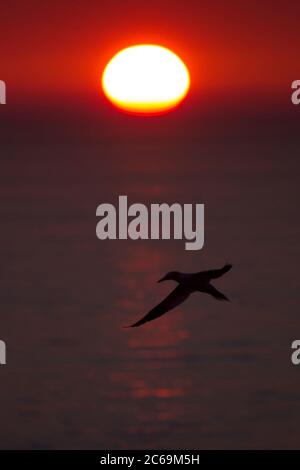 nördliche Gannette (Sula bassana, Morus bassanus), Sonnenuntergang über der Nordsee, Schleswig-Holstein, Helgoland Stockfoto