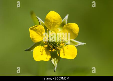 Gemeine Nelkenwurzel, Holzavenen, Kleeblatt (Geum urbanum), Blume, Niederlande, Frisia Stockfoto