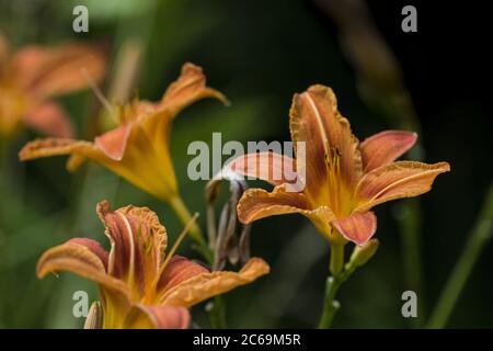 Tageslilie, Tawny Taglilie, gelbe Taglilie, orange Taglilie (Hemerocallis fulva), blühend, Niederlande Stockfoto