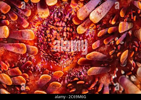 Ein Blick auf die Öffnung auf der Unterseite des Schiefer bleistift Seeigel, Heterocentrotus mammillatus, Hawaii. Stockfoto