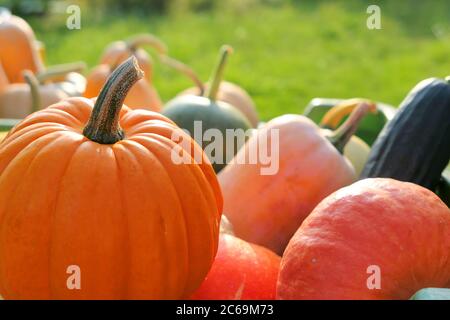 Kürbisse und Winterquetschen auf Haufen im Garten. Herbsternte Stockfoto