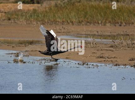 Schwarzer Schwan (Cygnus atratus), von einer Wasserseite ausgehend, Seitenansicht, Australien Stockfoto