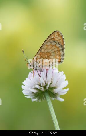 Marsh Fritillary (Euphydryas aurinia, Eurodryas aurinia, Melitaea aurinia), sitzt auf Klee, Frankreich, Mercantour Nationalpark Stockfoto