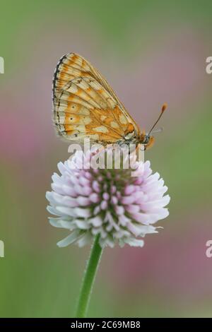 Marsh Fritillary (Euphydryas aurinia, Eurodryas aurinia, Melitaea aurinia), sitzt auf Klee, Frankreich, Mercantour Nationalpark Stockfoto