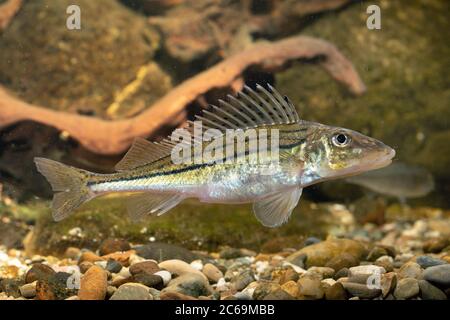 Gestreifte Rübe, Raetzer, Donauraffe (Gymnocephalus schraetzer, Gymnocephalus schraetzer), weiblich, Deutschland Stockfoto