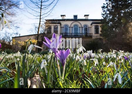 Frühe Krokus, Waldkrokus, Tomasini-Krokus (Crocus tommasinianus), blühend mit Schneeglöckchen im Garten, Niederlande, Utrecht, Leeuwenburg, Maarssen Stockfoto