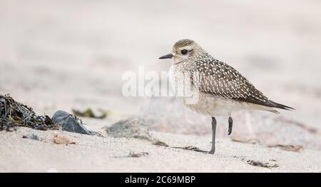 Amerikanischer Goldpfeiber (Pluvialis dominica), erster Winter steht an einem Strand in Manicouagan, Kanada, Quebec Stockfoto