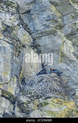 Lammergeier, Bartgeier (Gypaetus barbatus), mit Nestbau auf einer Felswand, Österreich, Kärnten, Nationalpark hohe Tauern Stockfoto