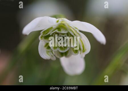 Doppelblühiger Schneeglöckchen (Galanthus nivalis 'Flore Pleno', Galanthus nivalis Flore Pleno), Blume, Sorte Flore Pleno, Niederlande, Frisia Stockfoto