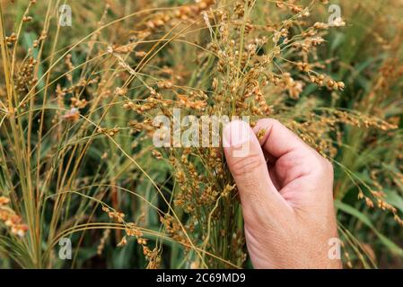 Agrarwissenschaftler untersuchen Proso Hirse reife Ernte Ohren im Feld, Nahaufnahme einer Hand, Stockfoto