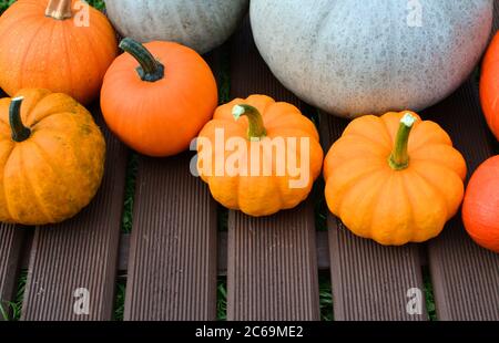 Kürbisse und Kürbisse Sorten auf braunen Holzbrettern im Garten. Stockfoto