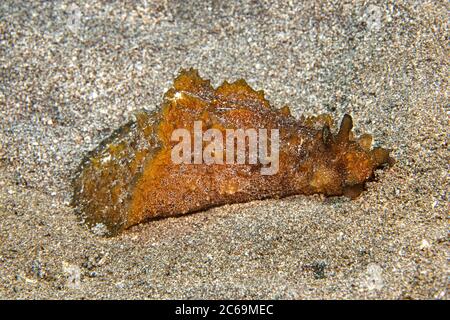 Der ohrige Seehund, Dolabella auricularia, kann 10 Zoll erreichen und kann in Gezeitenbecken auf hinunter nach 70 Fuß, Hawaii gefunden werden. Stockfoto