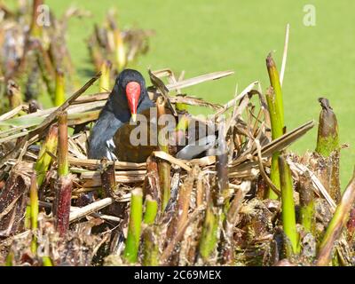 Eurasischer Moorhuhn (Gallinula chloropus) in seinem Nest unter Wasserpflanzen Stockfoto