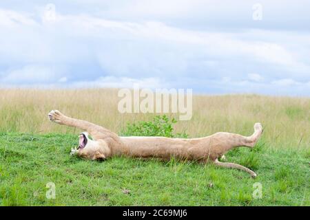 lion (Panthera leo), Löwin liegt gähnend in Rückenlage und sich üppig ausdehnend, Seitenansicht, Kenia, Masai Mara National Park Stockfoto