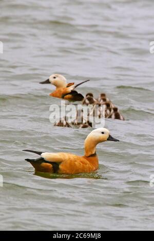 Ruddy Shelduck (Tadorna ferruginea, Casarca ferruginea), Schwimmen in einem Süßwassersee bei Weurt, Paar mit mehreren jungen Küken, Niederlande, Gelderland Stockfoto