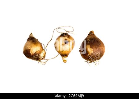 Doppelblühiger Schneeglöckchen (Galanthus nivalis 'Flore Pleno', Galanthus nivalis Flore Pleno), Birnen der Sorte Flore Pleno, Ausschnitt, Niederlande, Frisia, Jelsum Stockfoto