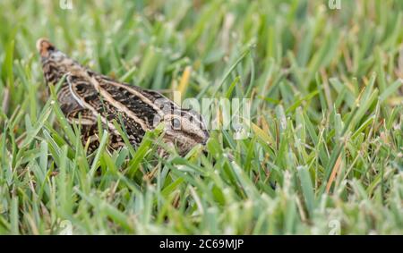 Wilsons Schnepfe (Gallinago delicata), versteckt im Spätherbst in kurzem Gras am Rande eines Sumpfes in der Nähe von Cameron, USA, Texas Stockfoto