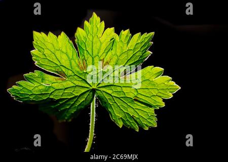 Dunkler Kranichschnabel (Geranium phaeum), Blatt im Hintergrund vor schwarzem Hintergrund, Niederlande Stockfoto