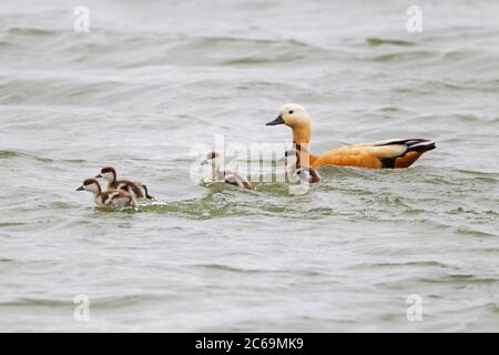 Ruddy Shelduck (Tadorna ferruginea, Casarca ferruginea), Schwimmen in einem Süßwassersee bei Weurt, erwachsenen Männchen zusammen mit mehreren jungen Küken, Niederlande, Gelderland Stockfoto