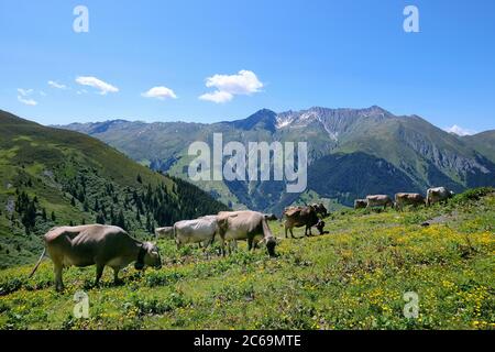 Kühe am Bischolpass, Beverin, Kanton Graubünden, Schweiz. Stockfoto