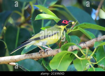 Ausgewachsener Australasian Figbird (Sphecotheres vieeilloti) in Cairns Esplanade, Queensland, in Australien. Stockfoto