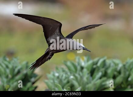 Brown Noddy (Anous stolidus) auf Lady Elliot Island in Australien. Stockfoto