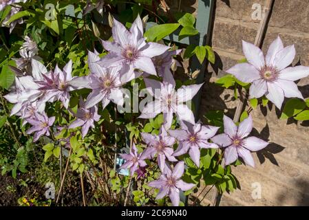 Nahaufnahme des Kletterers clematis 'Samaritan Jo' Pflanze Blumen blühen auf einem Spalierzaun an einer Wand im Garten England Großbritannien GB Stockfoto