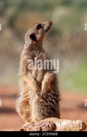 Lookout Meerkat, Suricata suricatta, die Suche nach dem Himmel auf Wache Stockfoto