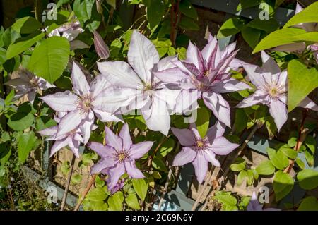 Nahaufnahme des Kletterers clematis 'Samaritan Jo' Pflanze Blumen blühen auf einem Spalierzaun an einer Wand im Garten England Großbritannien GB Stockfoto