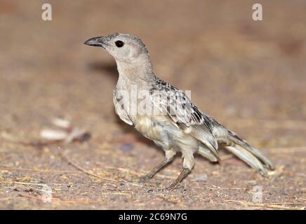 Großer Bogenvogel (Chlamydera nuchalis) bei Cumberland in Queensland, Australien. Stockfoto