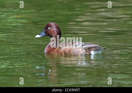 Hardhead (Aythya australis) im Botanischen Garten von Bundaberg in Queensland, Australien. Auch bekannt als Weißäugige Ente. Stockfoto